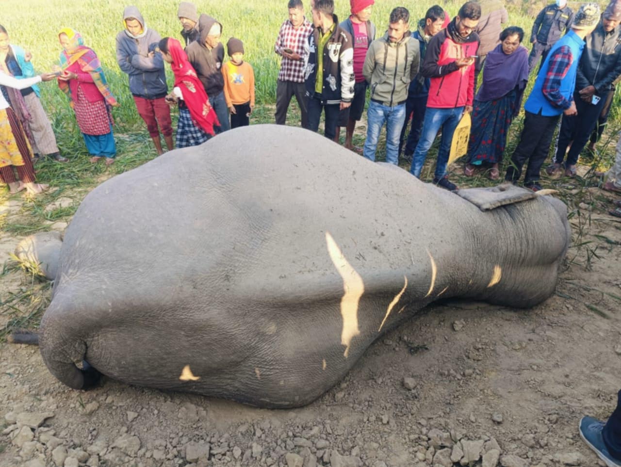 कञ्चनपुरको लालझाडी गाउँपालिकामा एक जङ्गली हात्ती मृत अवस्थामा फेला